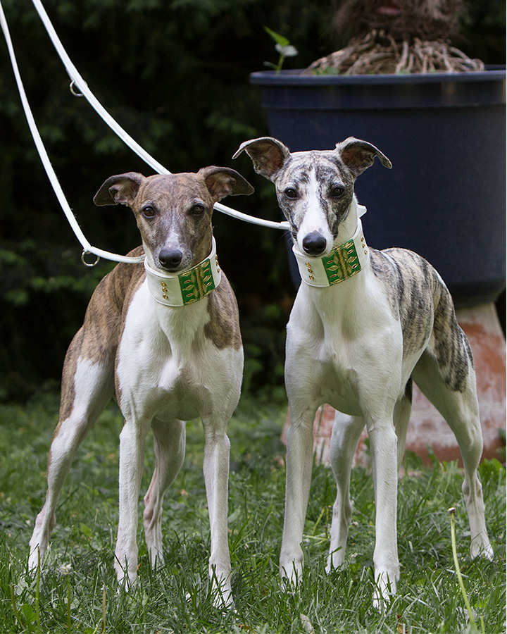Whippethündinnen Alisha und Siri