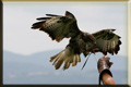 Greifv&ouml;gel