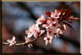Fr&uuml;hling